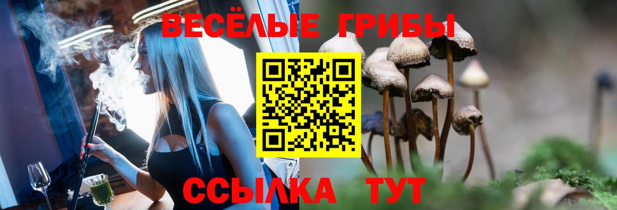где купить наркоту  Псилоцибиновые грибы Psilocybe  Вход с VPN  Чебоксары  Галлюциногенные грибы Psilocybe 